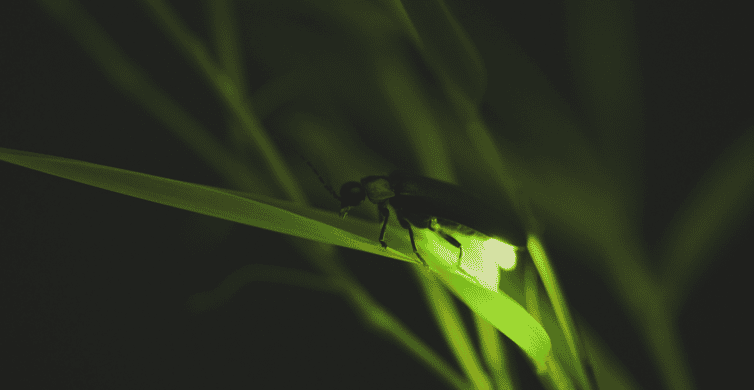 Is a Firefly Tour in Bali Good for Kids? A Parent’s Honest Guide